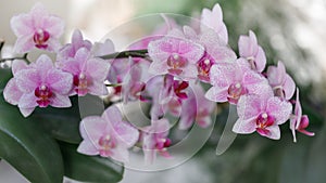 A blooming white pink orchid of genus phalaenopsis, variety Rotterdamon blurred background