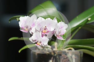 Blooming white pink orchid phalaenopsis in a pot