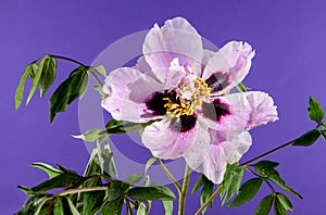 Blooming white and pink Rockâ€™s peony on a purple background