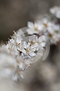 Blooming of white plum flowers on natural background