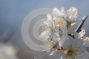 Blooming of white plum flowers on natural background