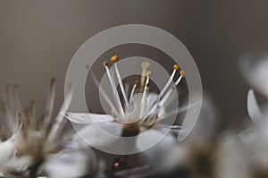 Blooming of white plum flowers on natural background