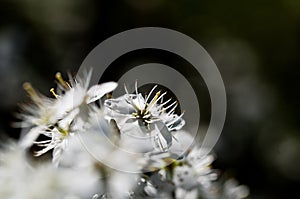 Blooming of white plum flowers on natural background