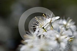 Blooming of white plum flowers on natural background