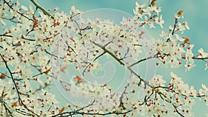 Blooming White Plum Tree. Cherry Plum And Myrobalan Plum Branch With Flowers And Leaves.