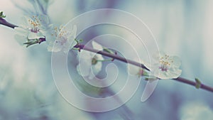 Blooming White Plum Tree. Cherry Plum And Myrobalan Plum Branch With Flowers And Leaves.