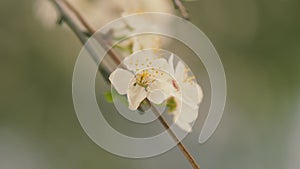 Blooming White Plum Tree. Cherry Plum And Myrobalan Plum Branch With Flowers And Leaves.