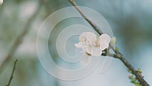 Blooming White Plum Tree. Cherry Plum And Myrobalan Plum Branch With Flowers And Leaves.