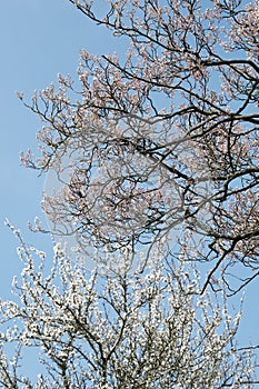 Blooming white plum tree and pink shadbush