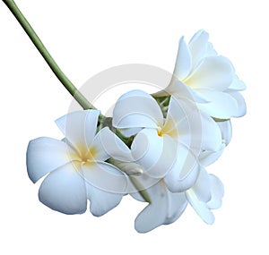 Blooming white plumeria rubra flower or Frangipani flowers brunch isolated on white background