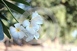 Blooming white plumeria rubra flower or Frangipani flowers brunch with natural sunlight in tropical garden