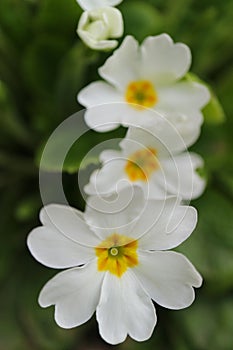 Blooming White Primula with green leaves