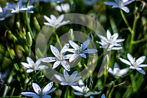 Blooming White Rain Lily Or Zephyranthes Candida, Fairy Lily, Rainflower, Zephyr Lily, Azucenita De Campo, Azafran, With Yellow photo