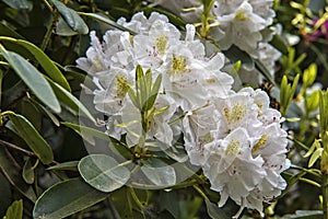 Blooming white Rhododendron