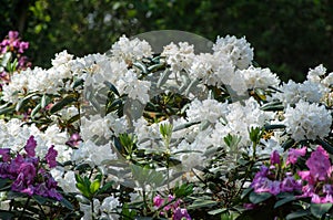 Blooming White Rhododendron Alma mater species in Babites botanical  garden, Latvia