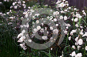 Blooming white rose bushes and rose hips. beautiful plants