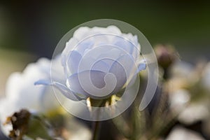 Blooming, white rose closeup, macro