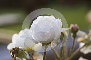 Blooming, white rose closeup, macro