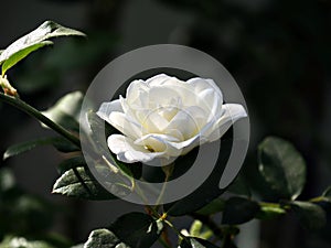 Blooming white rose in a garden, dark background