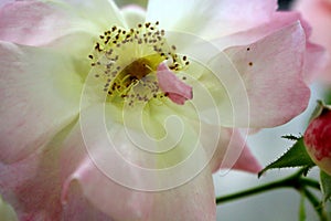 Blooming white rose with pink-tinged petals