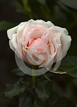 A blooming white rose with a soft pink tint on the inside