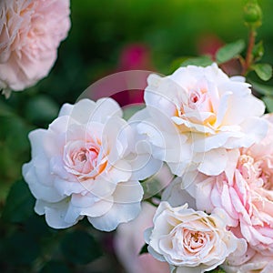 Blooming white rose in spring garden