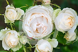 blooming white roses close-up on a green blurred background