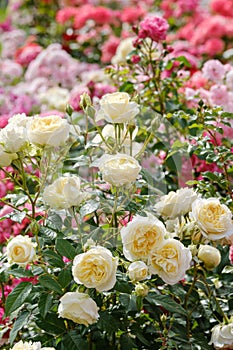 blooming white roses on a summer sunny day