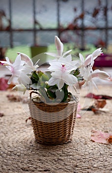Blooming White Schlumbergera truncata in a woven basket