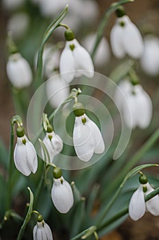 Blooming white snowdrops. The first flowers. Symbol of purity and innocence.Greeting card or background for Valentine`s Day, Wome