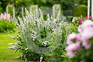 Blooming white spiraea bush in the summer garden