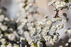 Blooming White Spiraea in Spring