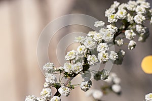 Blooming White Spiraea in Spring