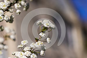 Blooming White Spiraea in Spring