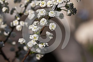 Blooming White Spiraea in Spring