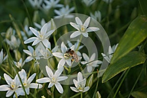 A blooming white star-of-Bethlehem in the garden. A bee sits on a flower. Sunset sun