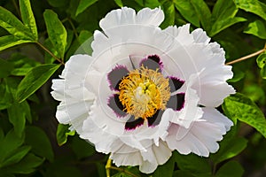 Blooming white  tree peony close-up. Floral background.