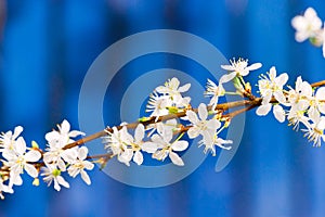 Blooming white tree in spring