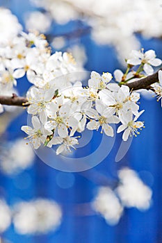 Blooming white tree in spring