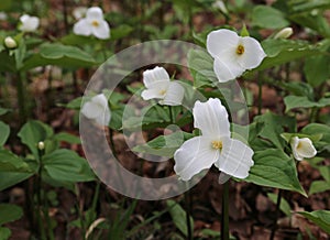 Blooming White Trilliums photo