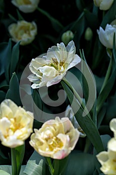 Blooming White Tulips with Bokeh Background. Tulips form a genus of spring-blooming perennial herbaceous bulbiferous geophytes.