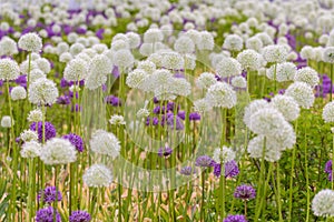 Blooming white and violet decorative onion plant in garden. Flower decorative onion. White and violet allium flower or