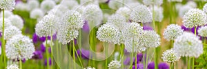 Blooming white and violet decorative onion plant in garden. Flower decorative onion. White and violet allium flower or