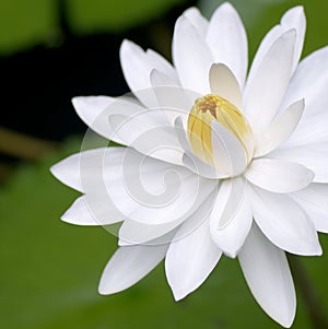 Blooming White Water Lily Flower photo