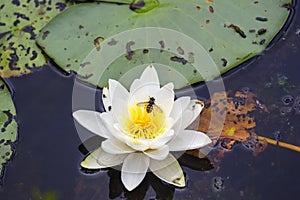 Blooming White water lily flower with an insect