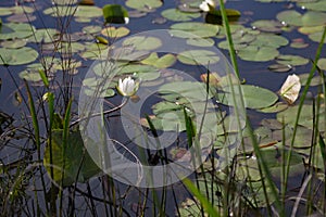 Blooming white waterlily on curvy stretching stem, in dark pond water with lily pads and reeds - small depth of field focus on flo