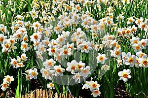 Blooming white yellow daffodils in field