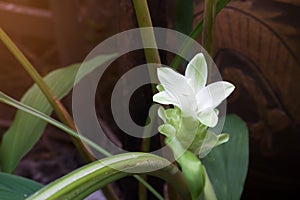 Blooming white zingiber flower in garden