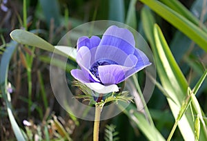 Blooming wild anemone (lat.- A. coronaria) in the meadow photo