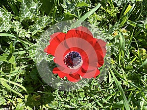Blooming wild anemone (lat.- A. coronaria) in the meadow photo